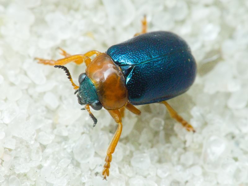 Smaragdina salicina (Scopoli, 1763)